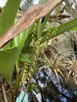 Image of flor de llanten