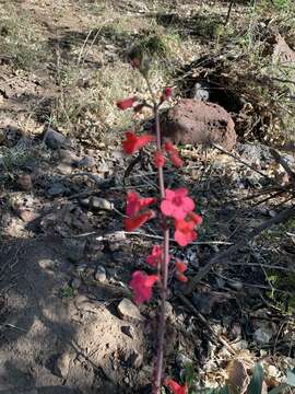 Image of Wright's beardtongue