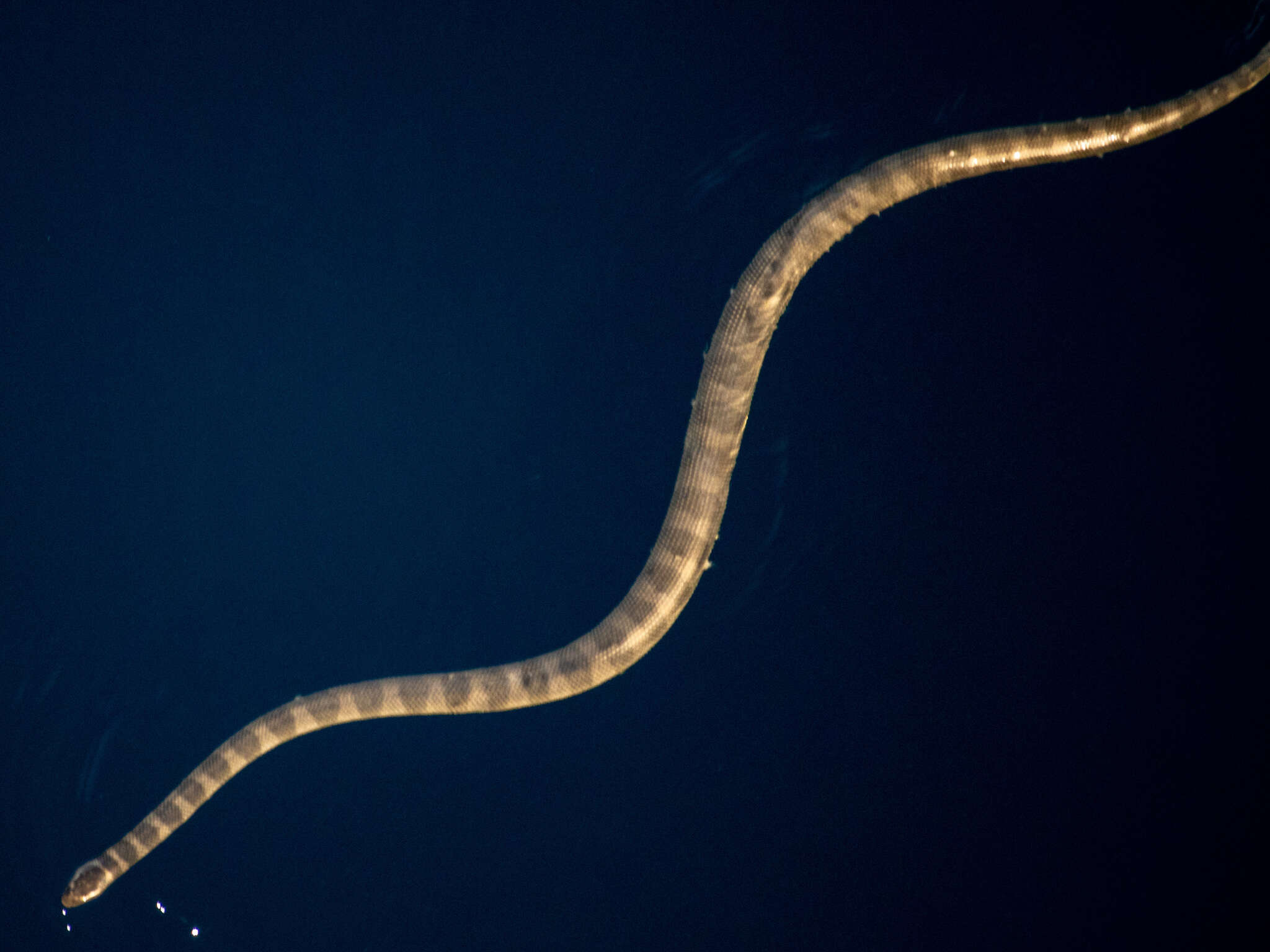 Image of Persian Gulf Sea Snake