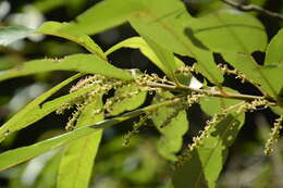 Image of Willow-Leaved Water Croton