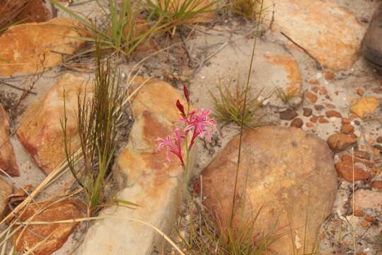 Image of Tritoniopsis ramosa var. unguiculata (Baker) G. J. Lewis