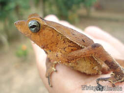 صورة Rhinella castaneotica (Caldwell 1991)