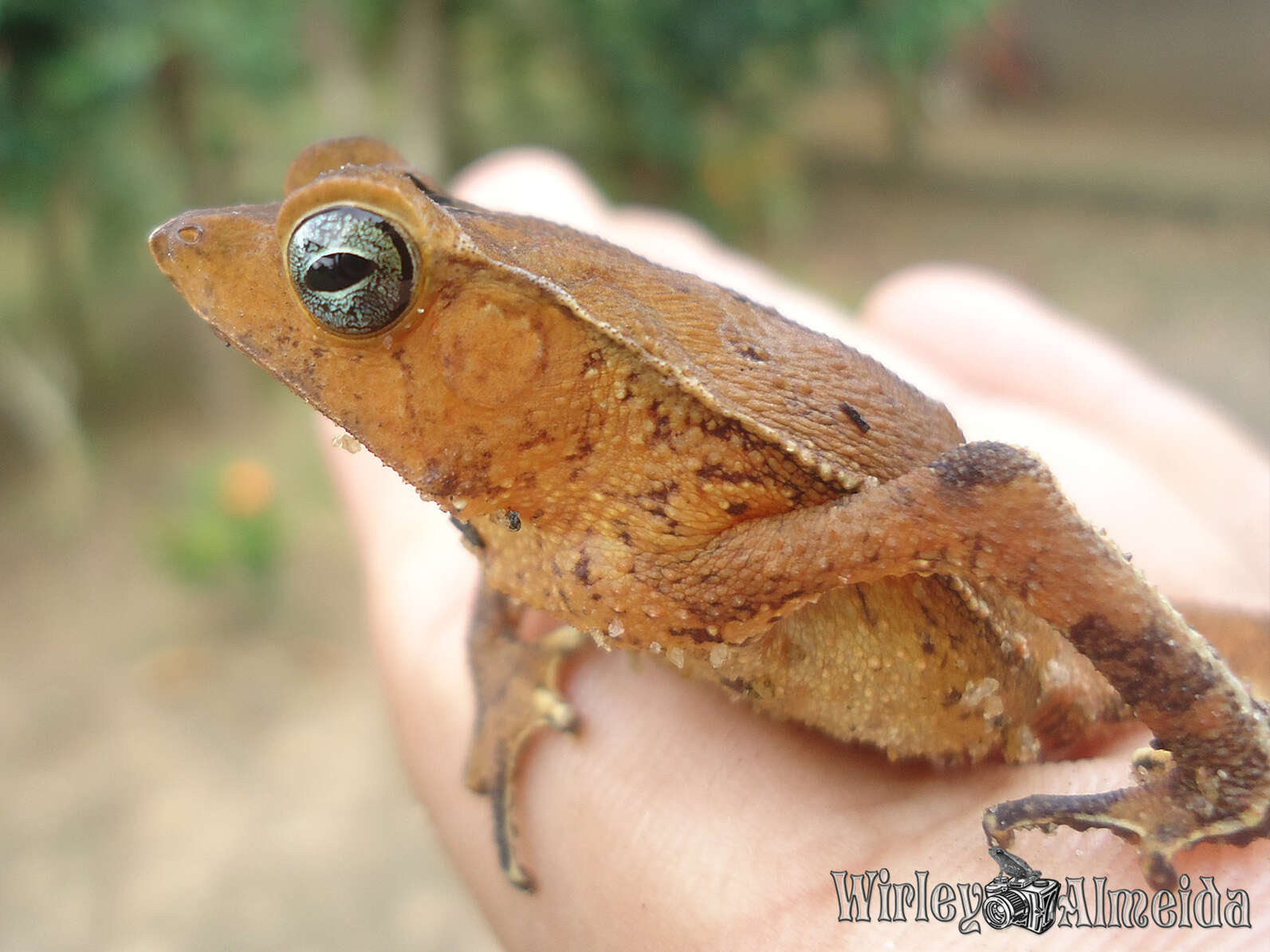 Image of Rhinella castaneotica (Caldwell 1991)