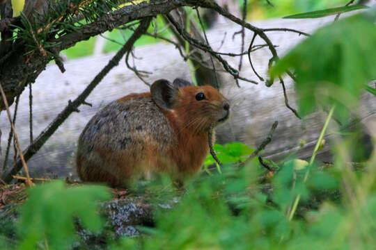 Image of Turkestan Red Pika