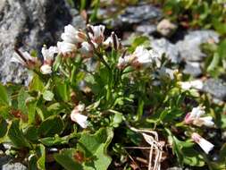 Plancia ëd Cardamine resedifolia L.