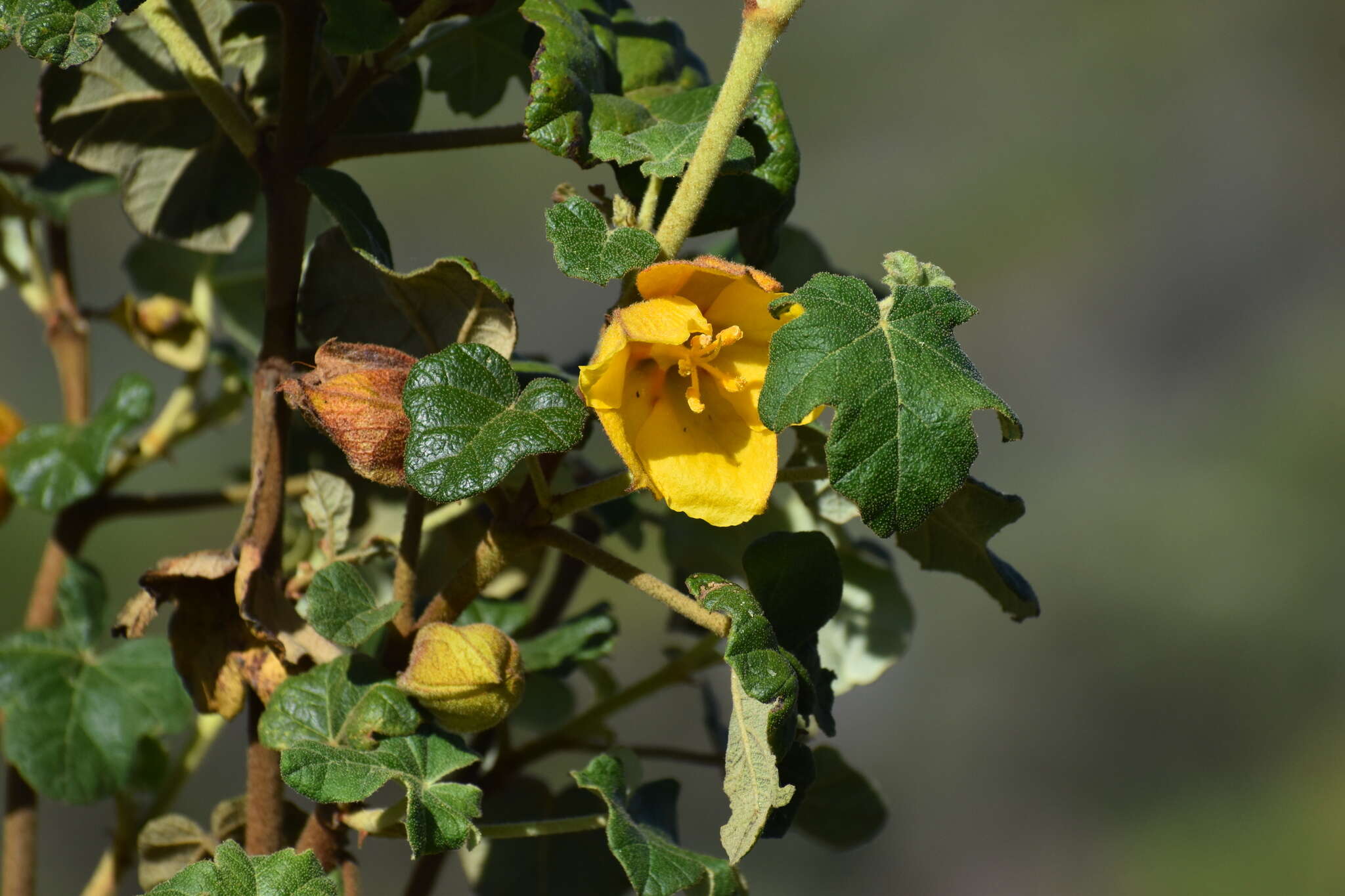 Image of Mexican flannelbush