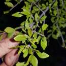 Image of Forestiera pubescens var. parvifolia (A. Gray) G. L. Nesom