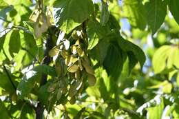 Image of Acer negundo var. mexicanum (DC.) Kuntze