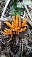 Image of Calocera viscosa (Pers.) Fr. 1821