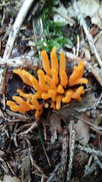 Imagem de Calocera viscosa (Pers.) Fr. 1821