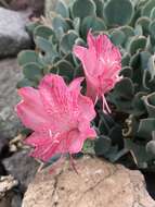 Image of Alstroemeria spathulata C. Presl