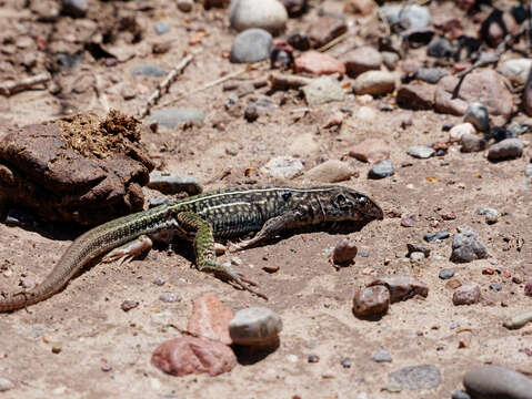 Image of Four-toed tegus