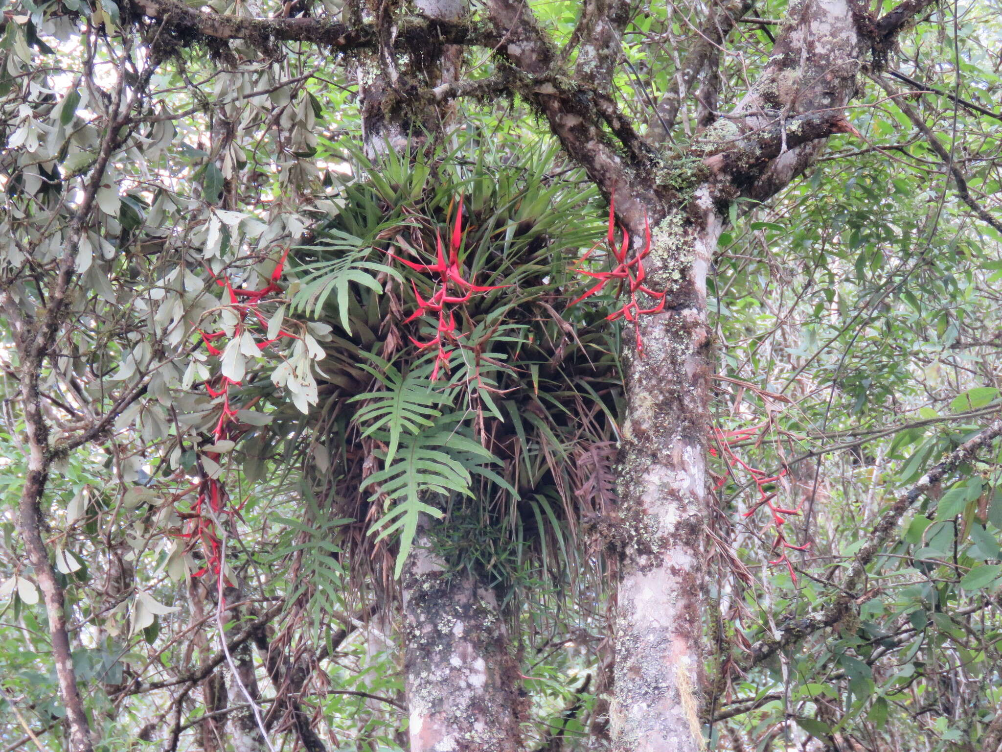 Image of Tillandsia standleyi L. B. Sm.