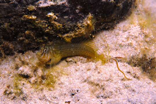 Image of Oyster Blenny