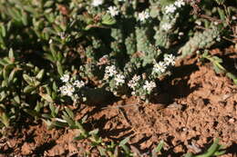Image of Euphorbia inermis Mill.