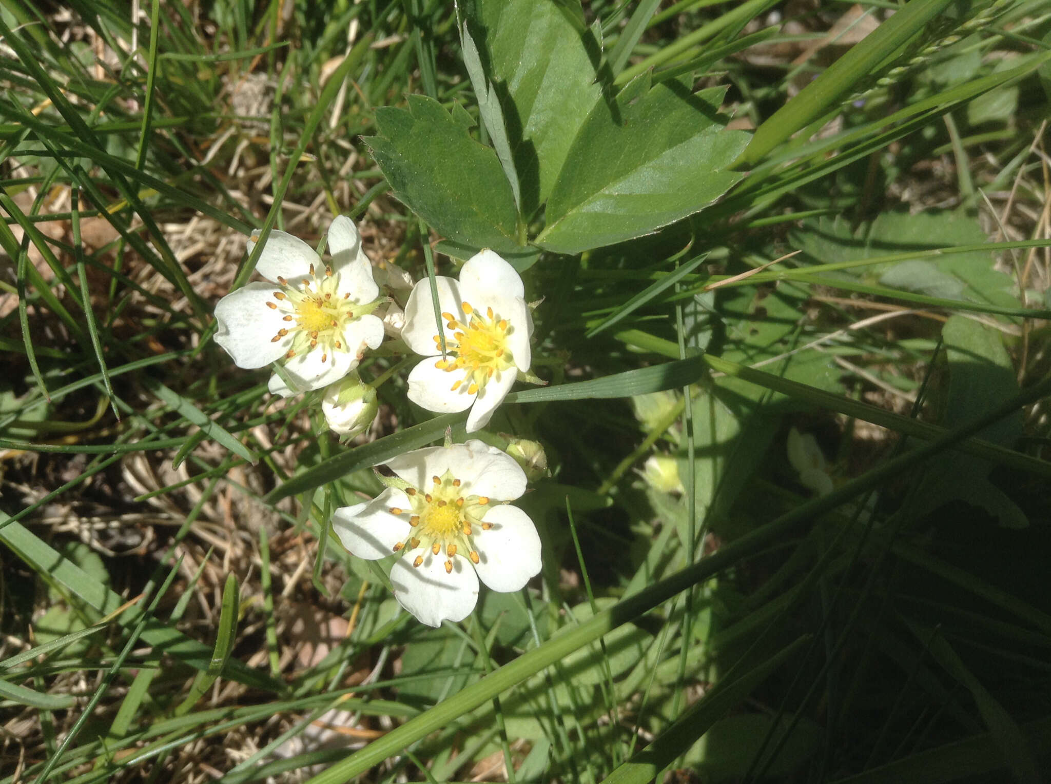 Image of woodland strawberry