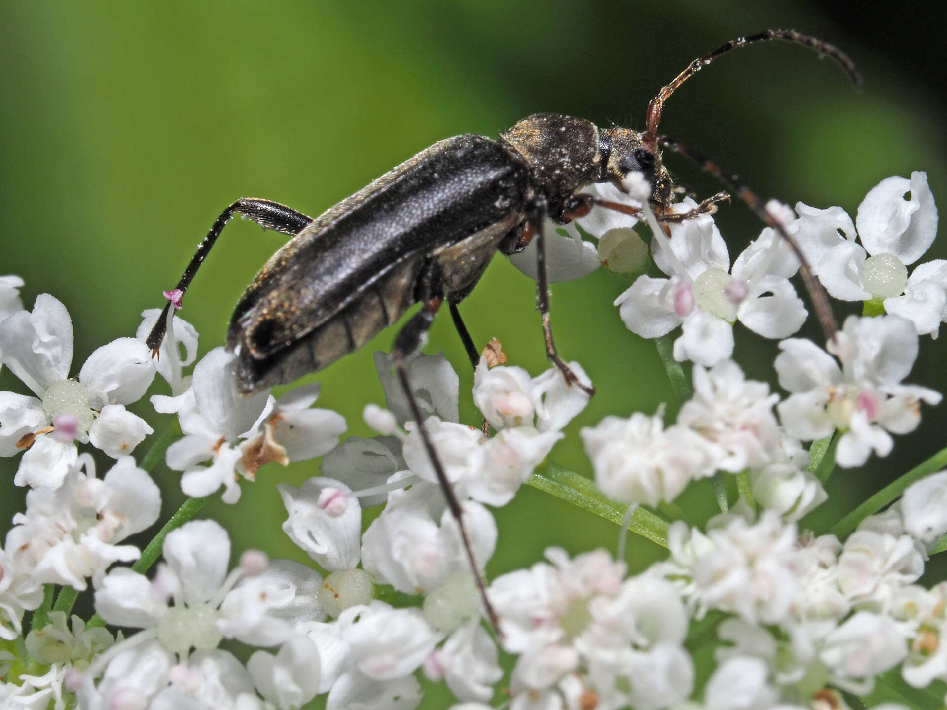 Imagem de Grammoptera ruficornis (Fabricius 1781)