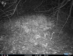 Image of Granada Hare