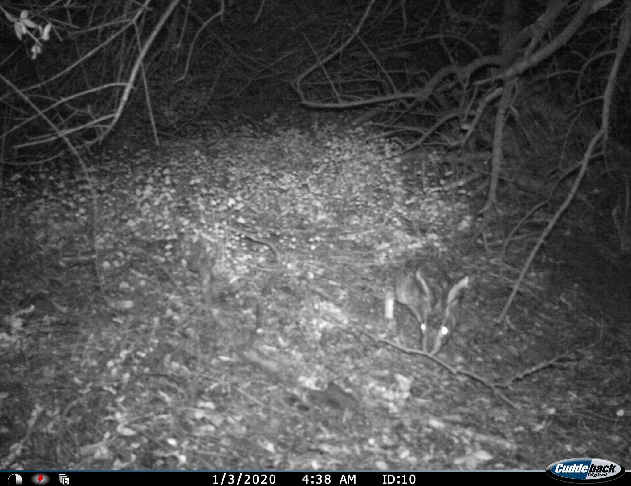 Image of Granada Hare