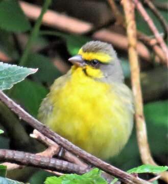 Image of Crithagra mozambica granti (Clancey 1957)