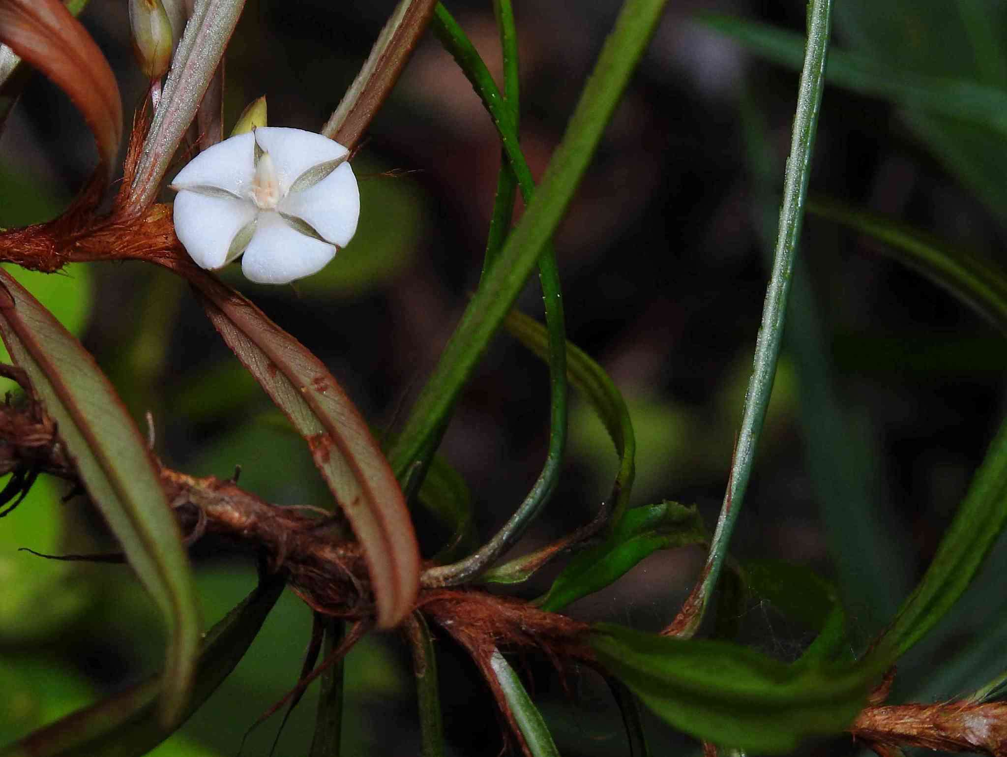 Image of Sauvagesia aliciae C. Sastre