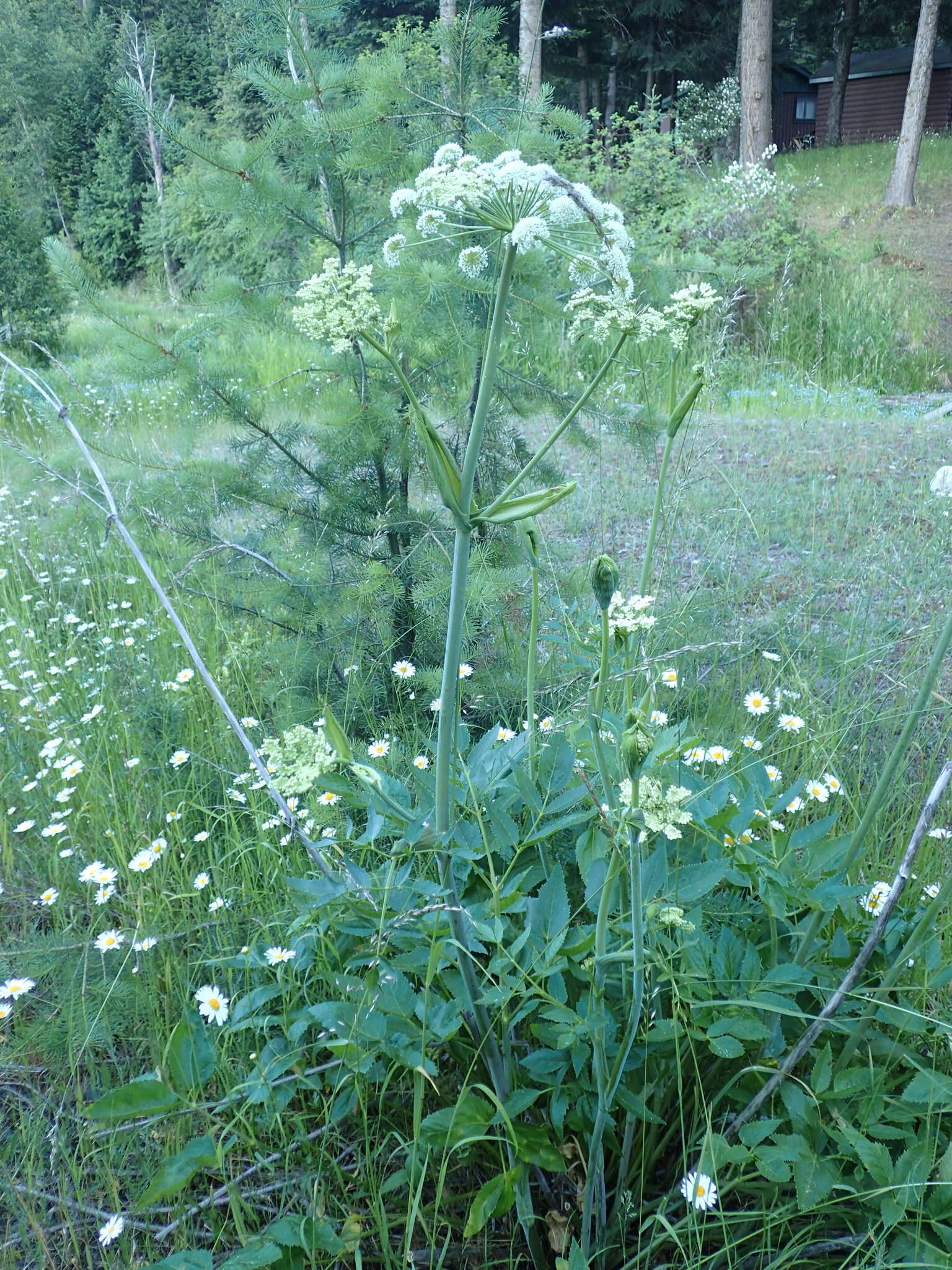 Image of Lyall's angelica