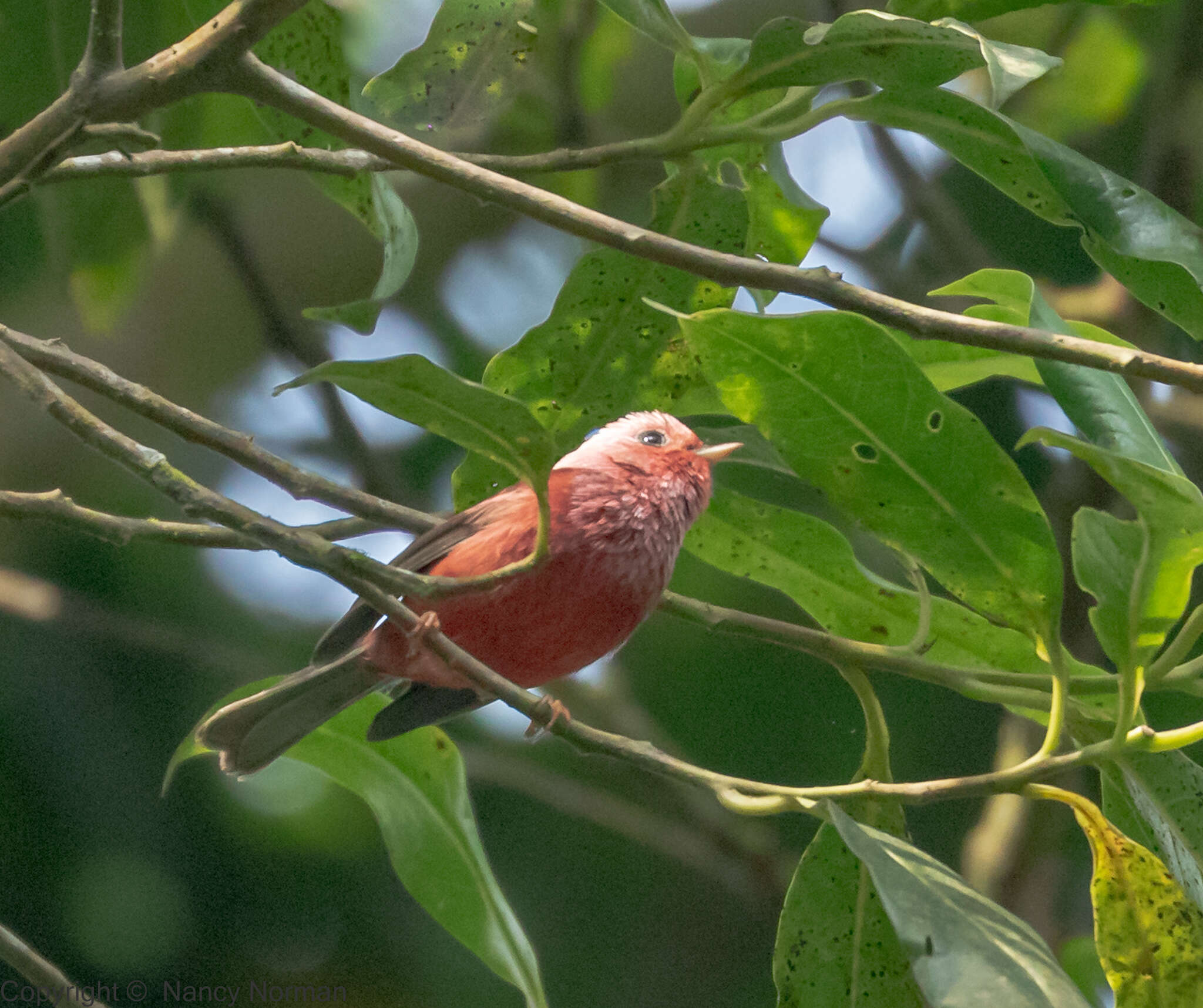 Image of Pink-headed Warbler