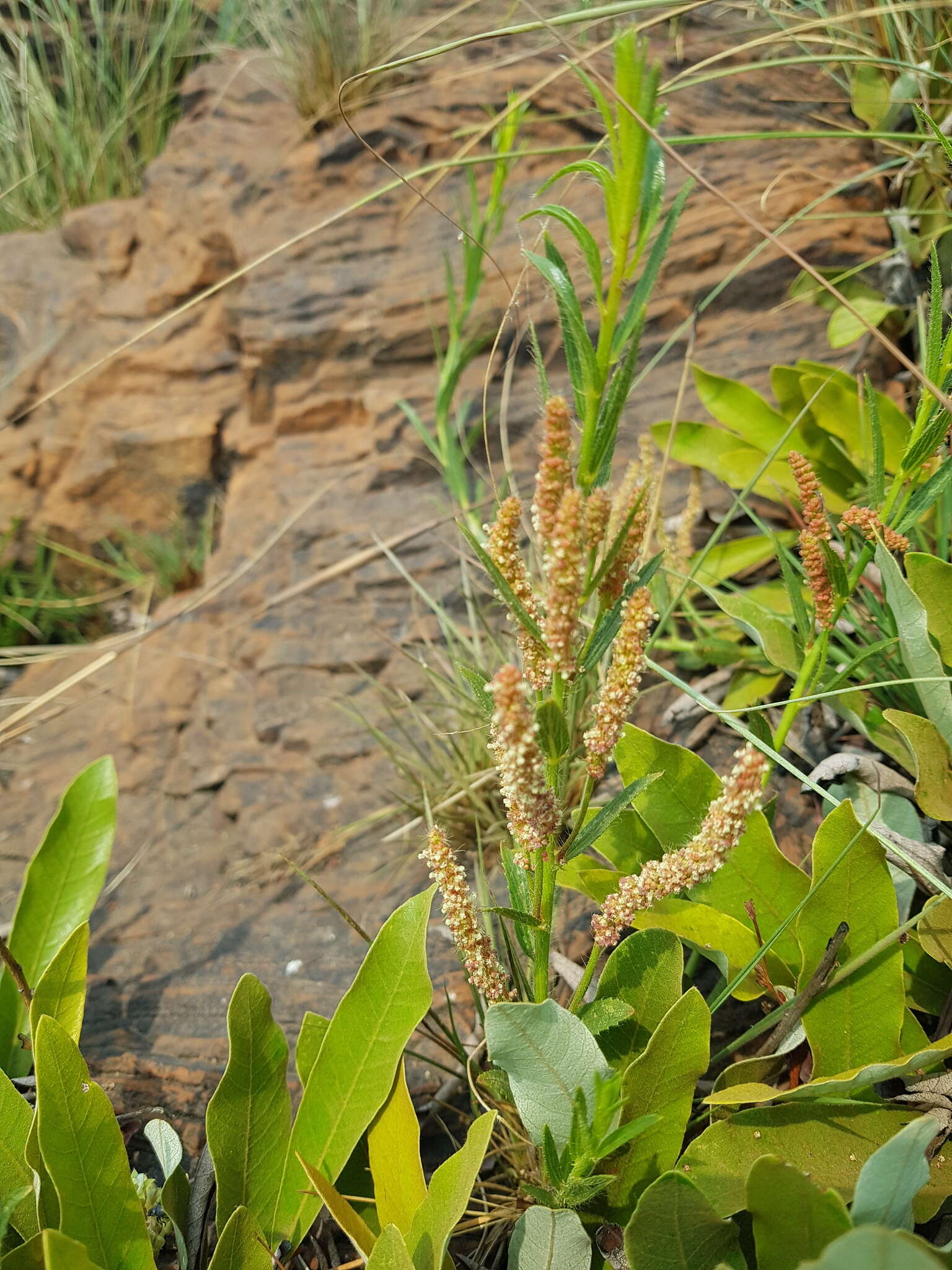 Image de Acalypha caperonioides Baill.