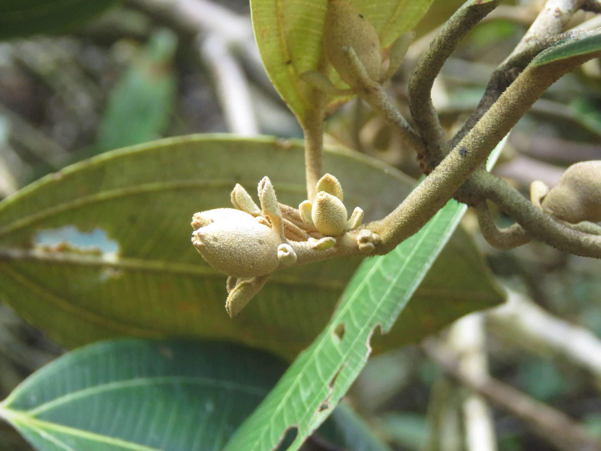 Image de Blakea calyptrata Gleason