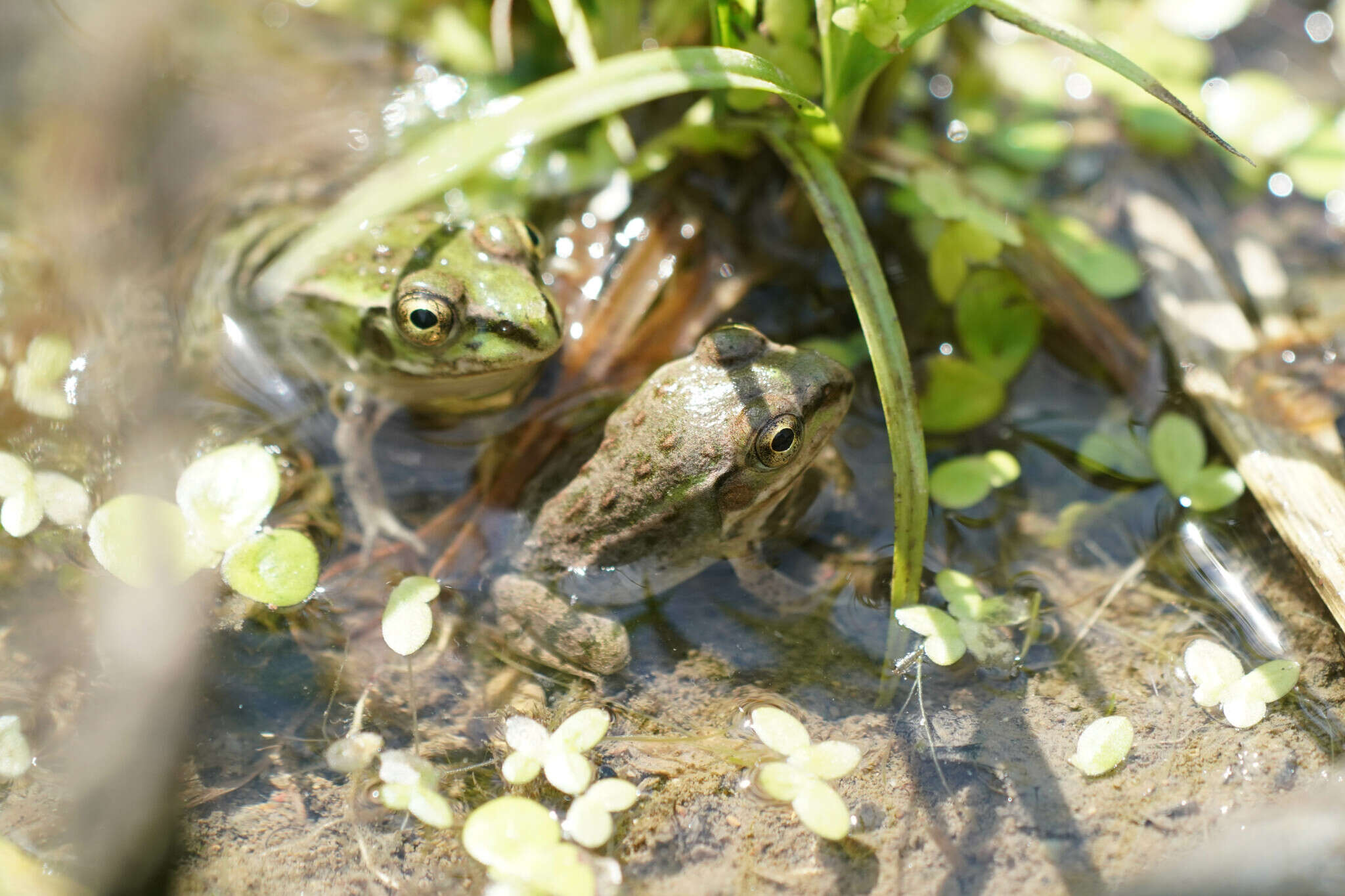 Image de Pelophylax porosus (Cope 1868)