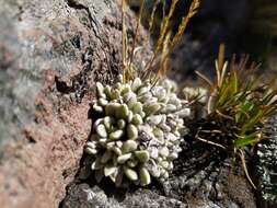 Imagem de Draba nivicola Rose