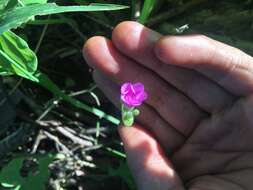 Image of Four-leaved Sorrel