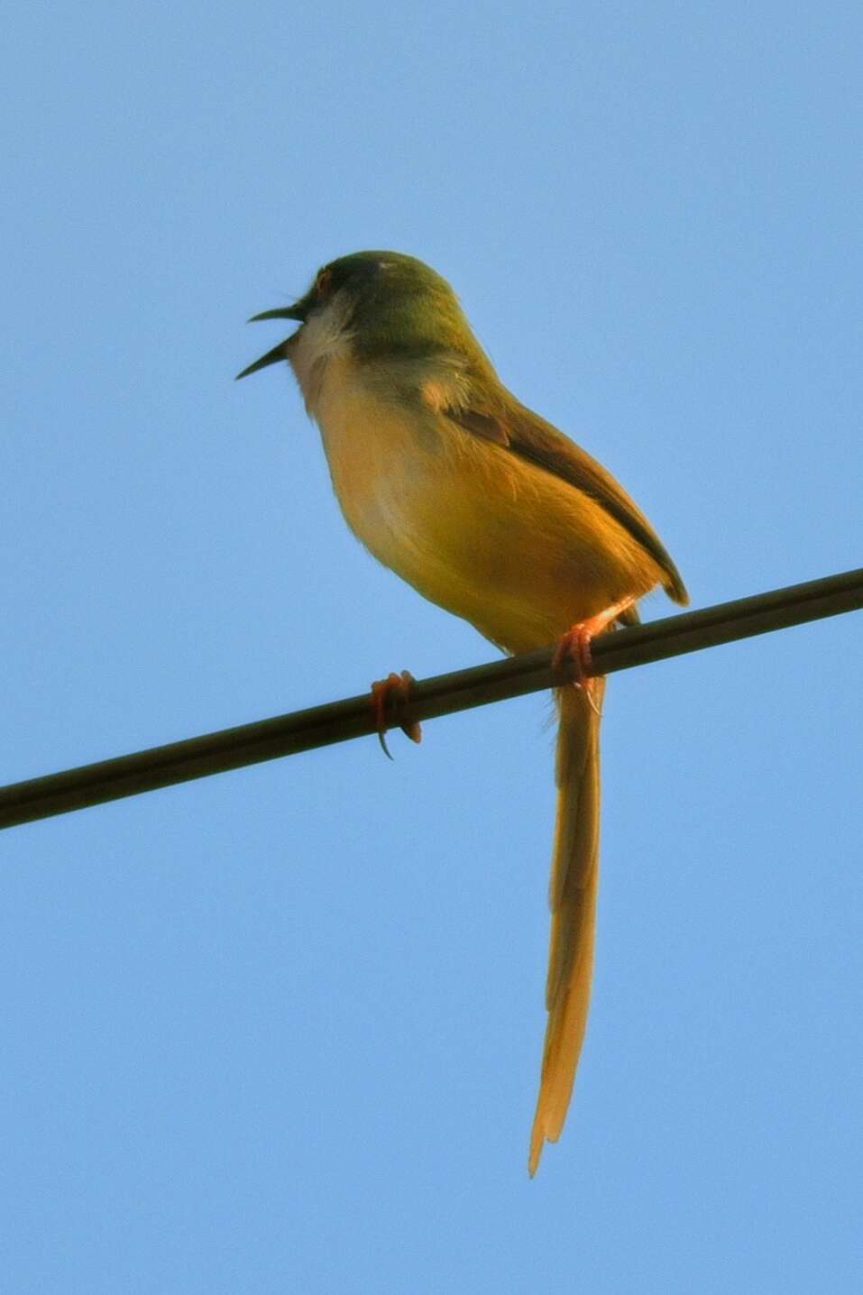 Imagem de Prinia flaviventris (Delessert 1840)