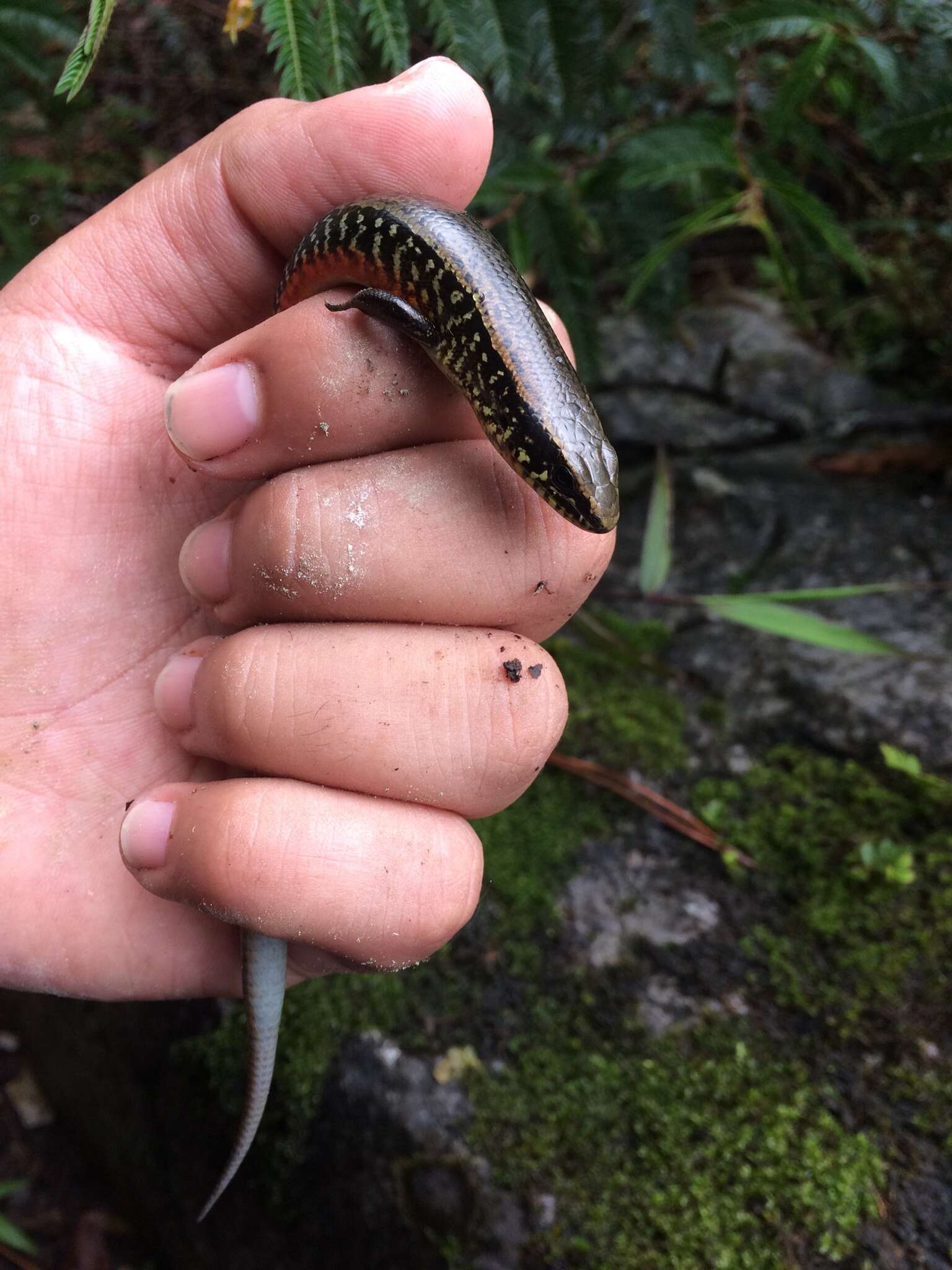 Image of Huaxteca Lesser Galliwasp