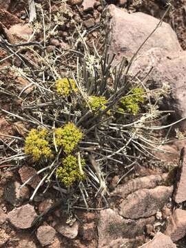 Слика од Cymopterus macdougalii (Coult. & Rose) Tidestr.