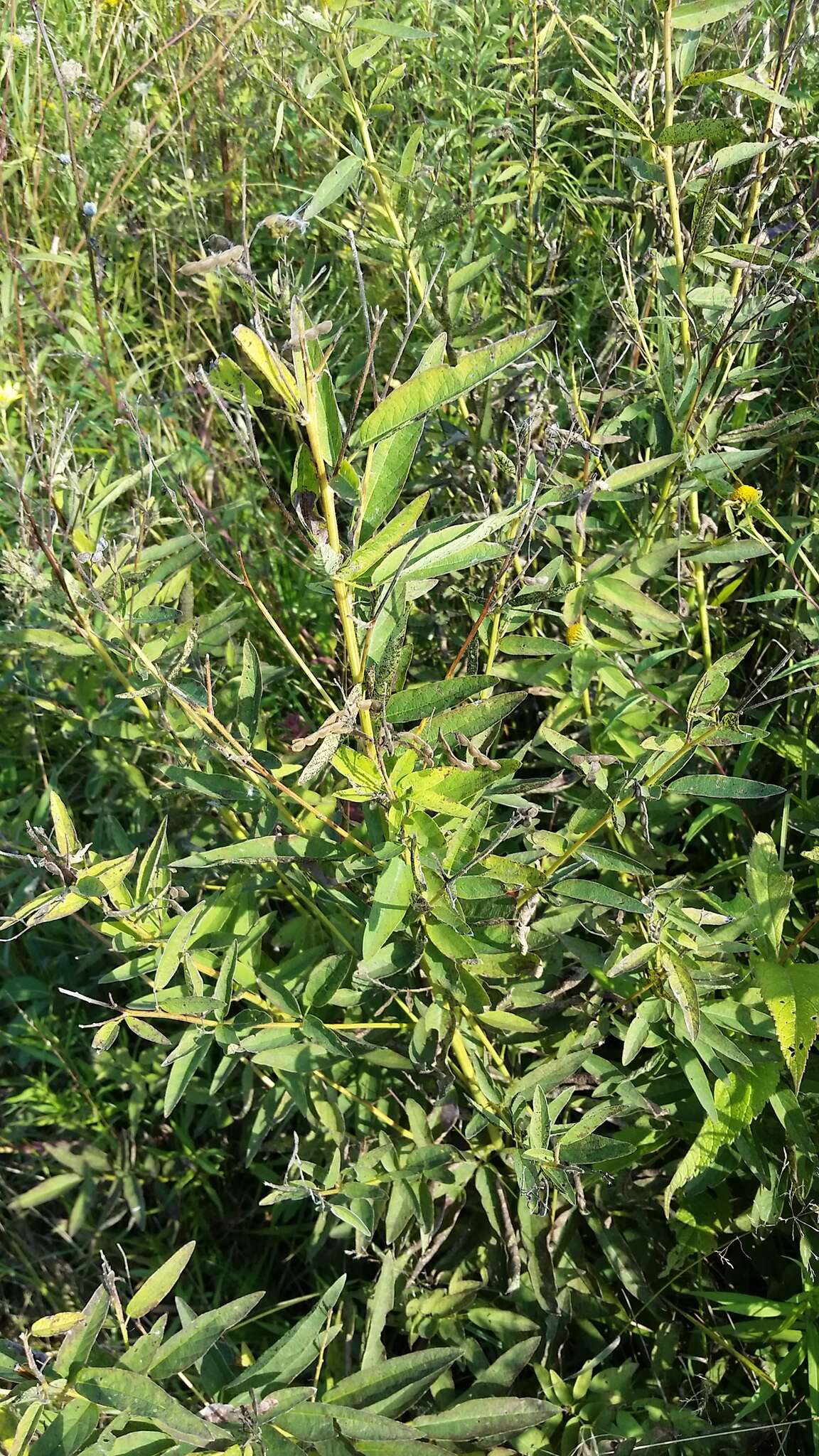 Image of sessileleaf ticktrefoil