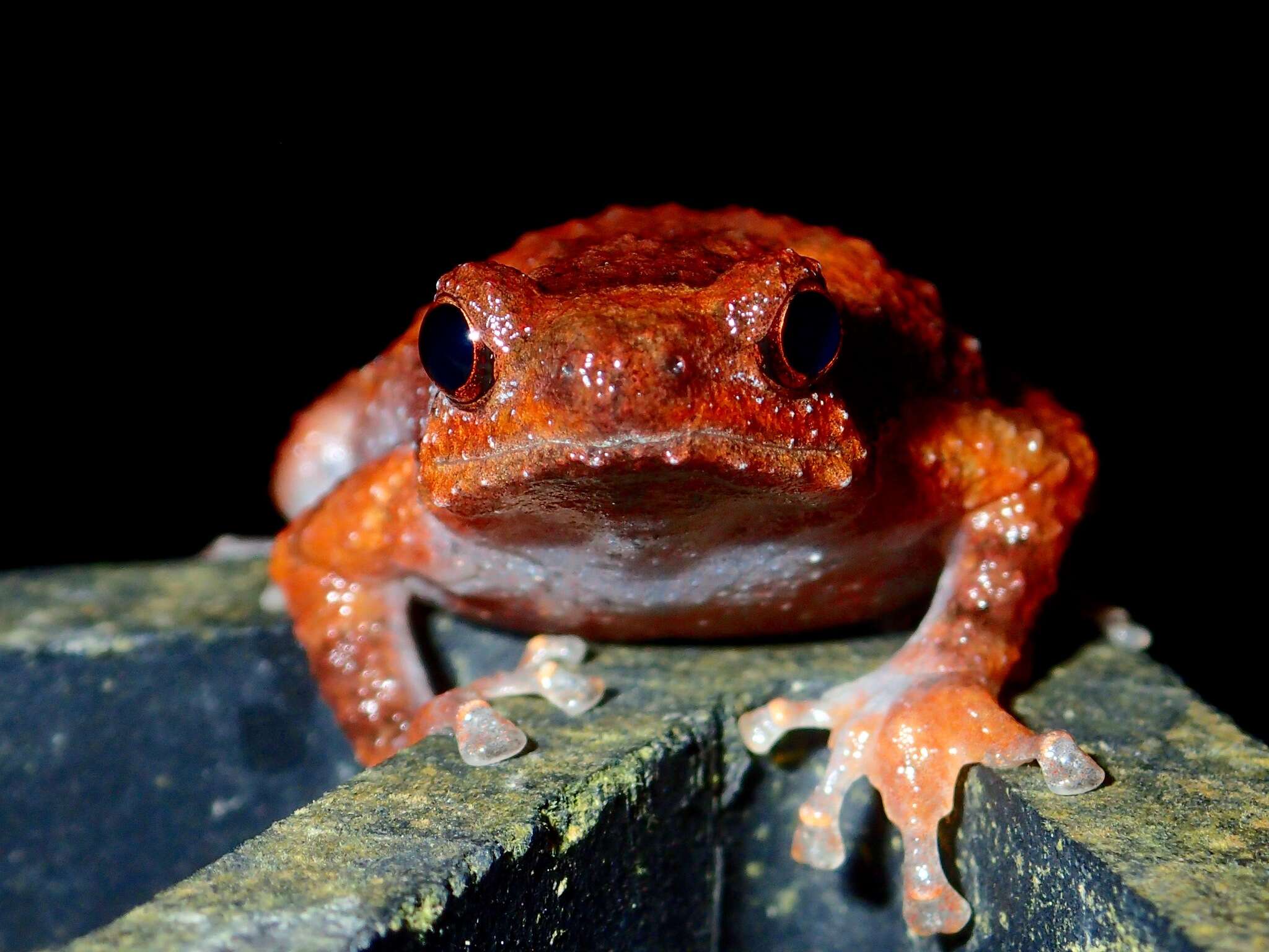 Image of Metaphrynella pollicaris (Boulenger 1890)