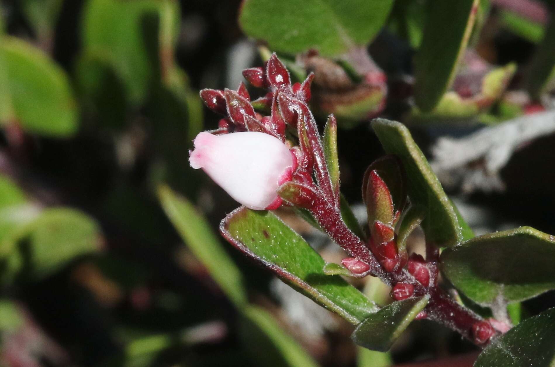 Arctostaphylos uva-ursi subsp. uva-ursi的圖片