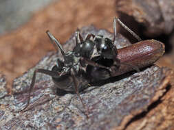 Image of Fan-bearing wood-borer