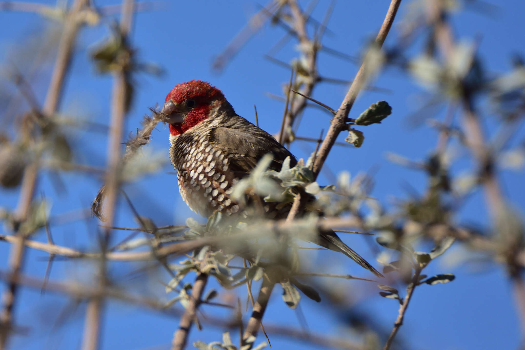 Image of <i>Amadina erythrocephala dissita</i>