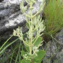 Image of Tetradenia herbacea Phillipson