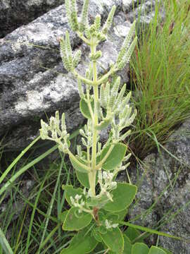 Image of Tetradenia herbacea Phillipson