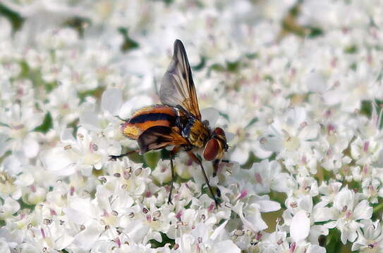 Imagem de Ectophasia crassipennis (Fabricius 1794)