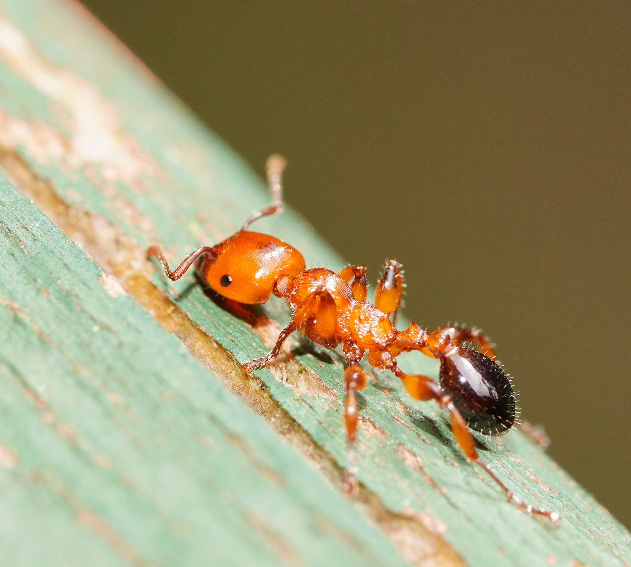 Image of Podomyrma gratiosa (Smith 1858)