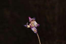 صورة Astragalus francisquitensis M. E. Jones