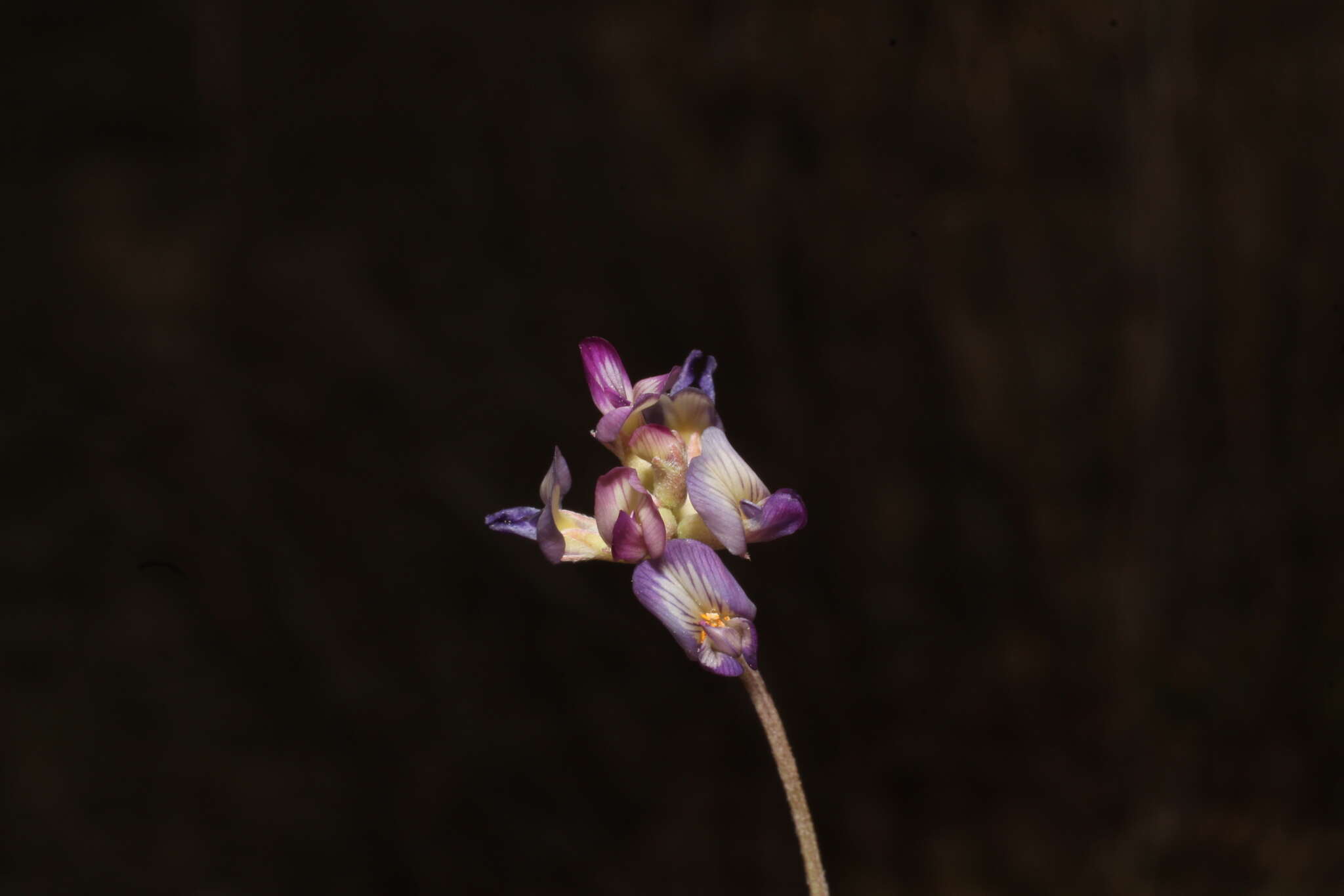 Imagem de Astragalus francisquitensis M. E. Jones