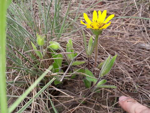 Image of Wedelia foliacea (Spreng.) B. L. Turner