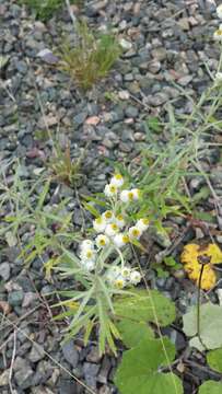 Imagem de Anaphalis margaritacea (L.) Benth.