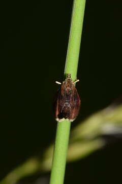 Image of Pyrausta obfuscata Scopoli