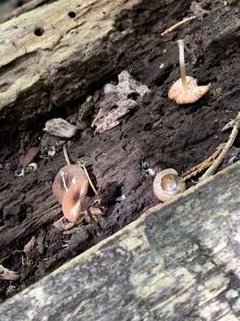 Слика од Pluteus americanus (P. Banerjee & Sundb.) Justo, E. F. Malysheva & Minnis 2014